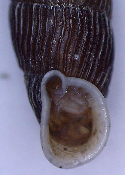 altre Macrogastra